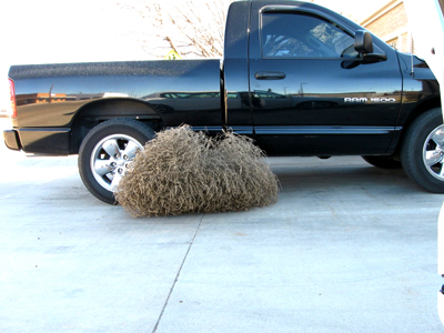 Tumbleweeds