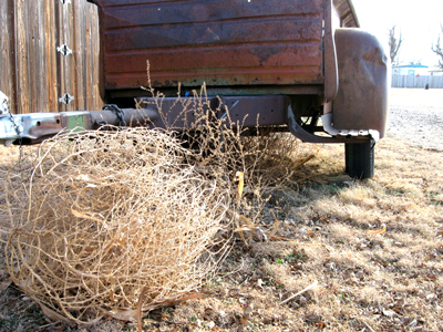 Tumbleweed