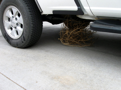 Tumbleweeds