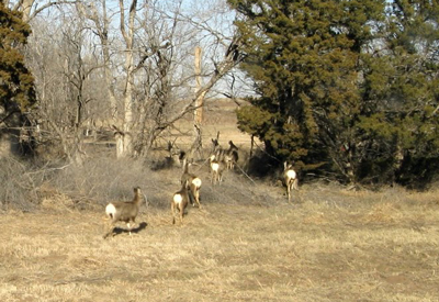 White-Tailed Deer